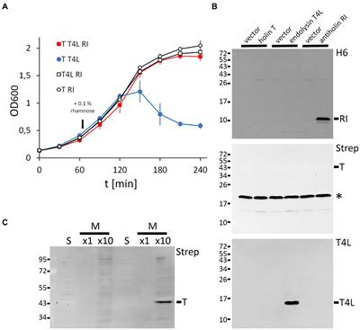 A dimeric holin/antiholin complex controls lysis by phage T4